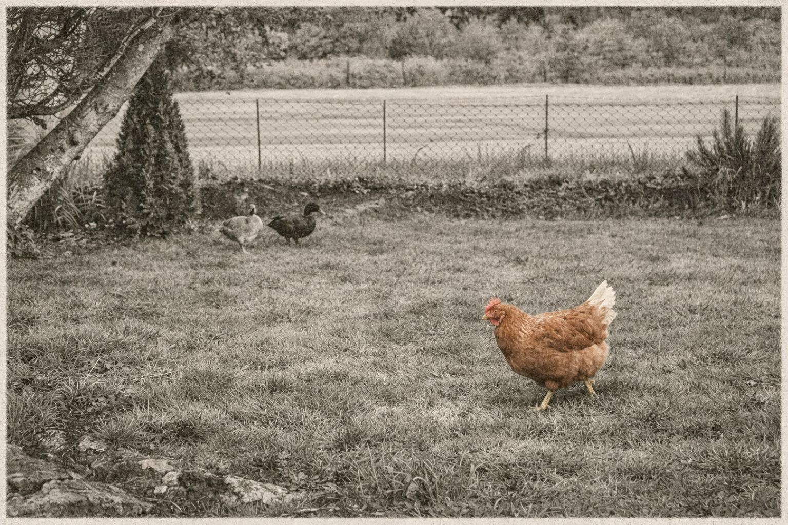 Les animaux