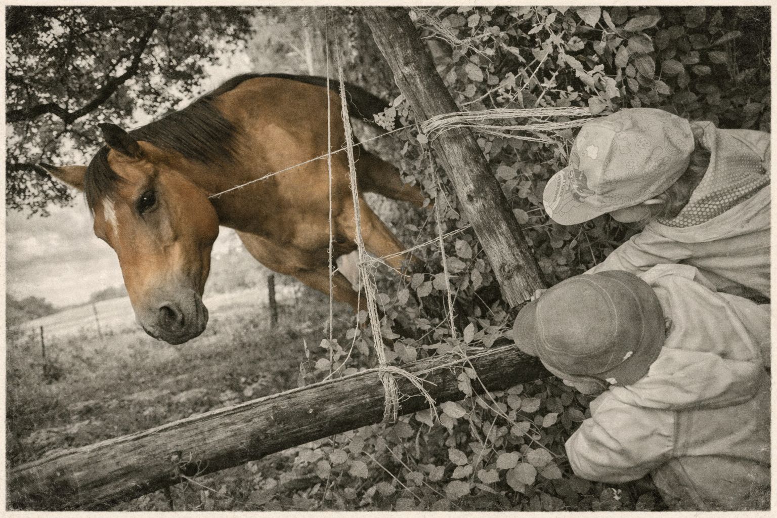 L'environnement